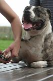 GRIFFES - AMSTAFF 009